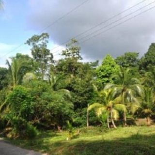 Agricultural Land For SALE at Matura