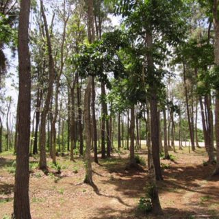 Freeport Land for Sale (Freehold) Sandy Hill Nature Reserve