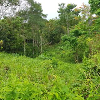 Tabaquite Land for Sale