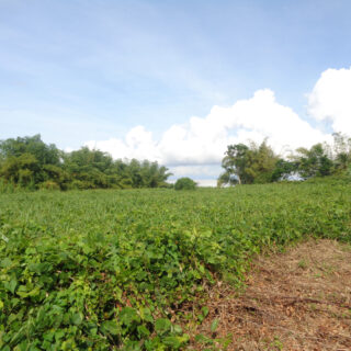 Land for Sale in South Oropouche