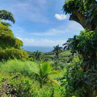 Lots in  Tobago  – 10 000 sq ft  HOT DEAL now- Reduced to $500K