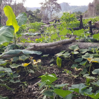 Land For Sale In Arouca