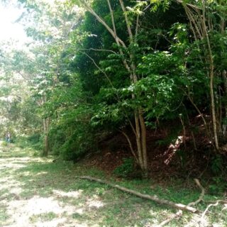 TOCO LAND FOR SALE