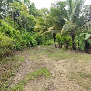 30 ACRES OF LAND FOR SALE – TABAQUITE
