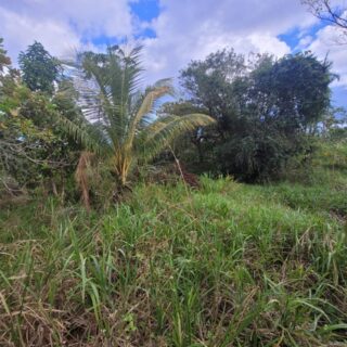 Freeport, Arena Main Road 4 1/2 Lots of Land For Sale