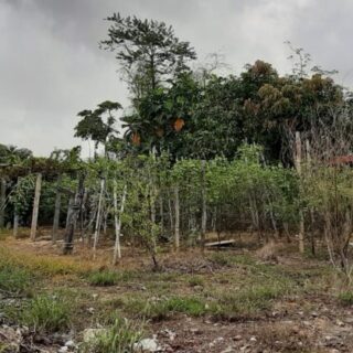 Cunupia Welcome Road South 1 Lot Of Land For Sale