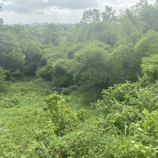 AGRICULTURAL LAND (CLAXTON BAY)
