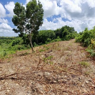 🌟1 ACRE HOMESTEAD RESIDENTIAL FREEHOLD LAND FOR SALE🌟