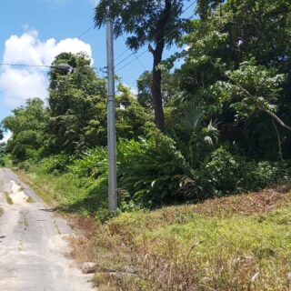 12 ACRES AGRICULTURE LAND FOR SALE AT MANZANILLA