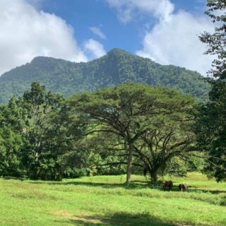 Rare opportunity: Land with apartment approvals in Maracas St. Joseph