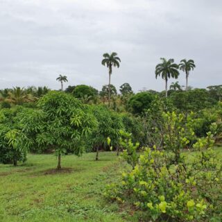 Manzanilla Estate, 5 acres freehold land with a variety of crops, great INVESTMENT!