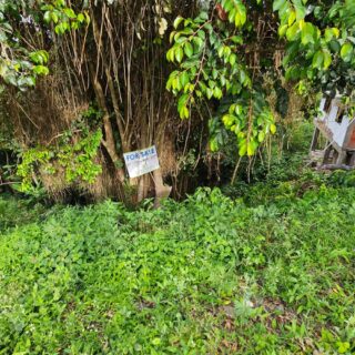 Paramin Land For Sale