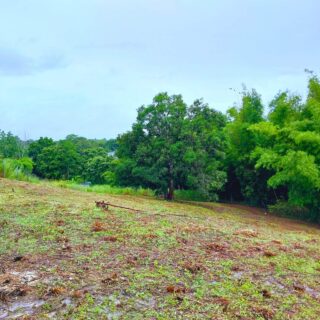 AGRICULTURAL LAND FOR SALE- Sapphire Hill, Las Lomas #2