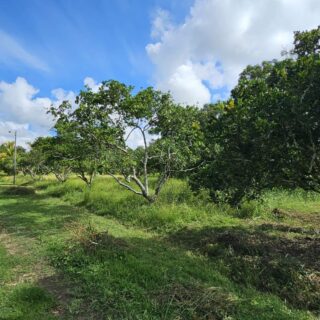 🌾🌳 FOR SALE: 6-Acre Farm in Wallerfield – A Farmer’s Paradise! 🌳🌾