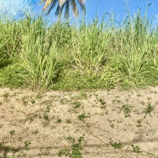 Land for sale, Paria Main Road, Toco