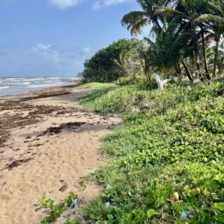 Land for Sale – Mayaro