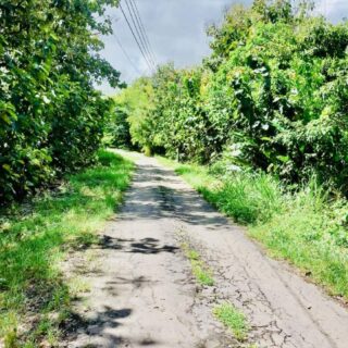 Williamsville 8 acres with some teak trees