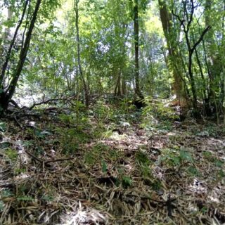 Louis d’Or, Tobago Agricultural Land For Sale – 5 Acres