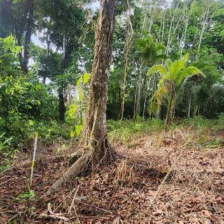 📍Quick Sale – 3 Lots of Residential (Partially approved Land) For Sale – Coal Mine, Sangre Grande