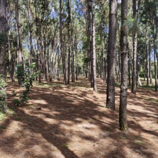 Sandy Hill Nature Resort, La Cuesa Freeport – 9.97 Acres of Land For Sale