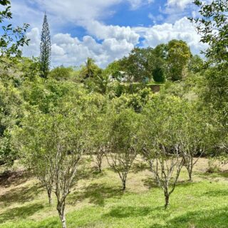 Seven acre homestead with Food Forest