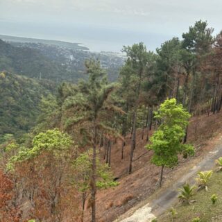 Hillside Land in St. Ann’s “The Pines” For Sale